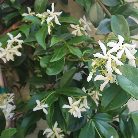 Albero Della بيت للعطل