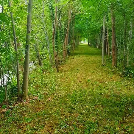 Albero Della كونيو